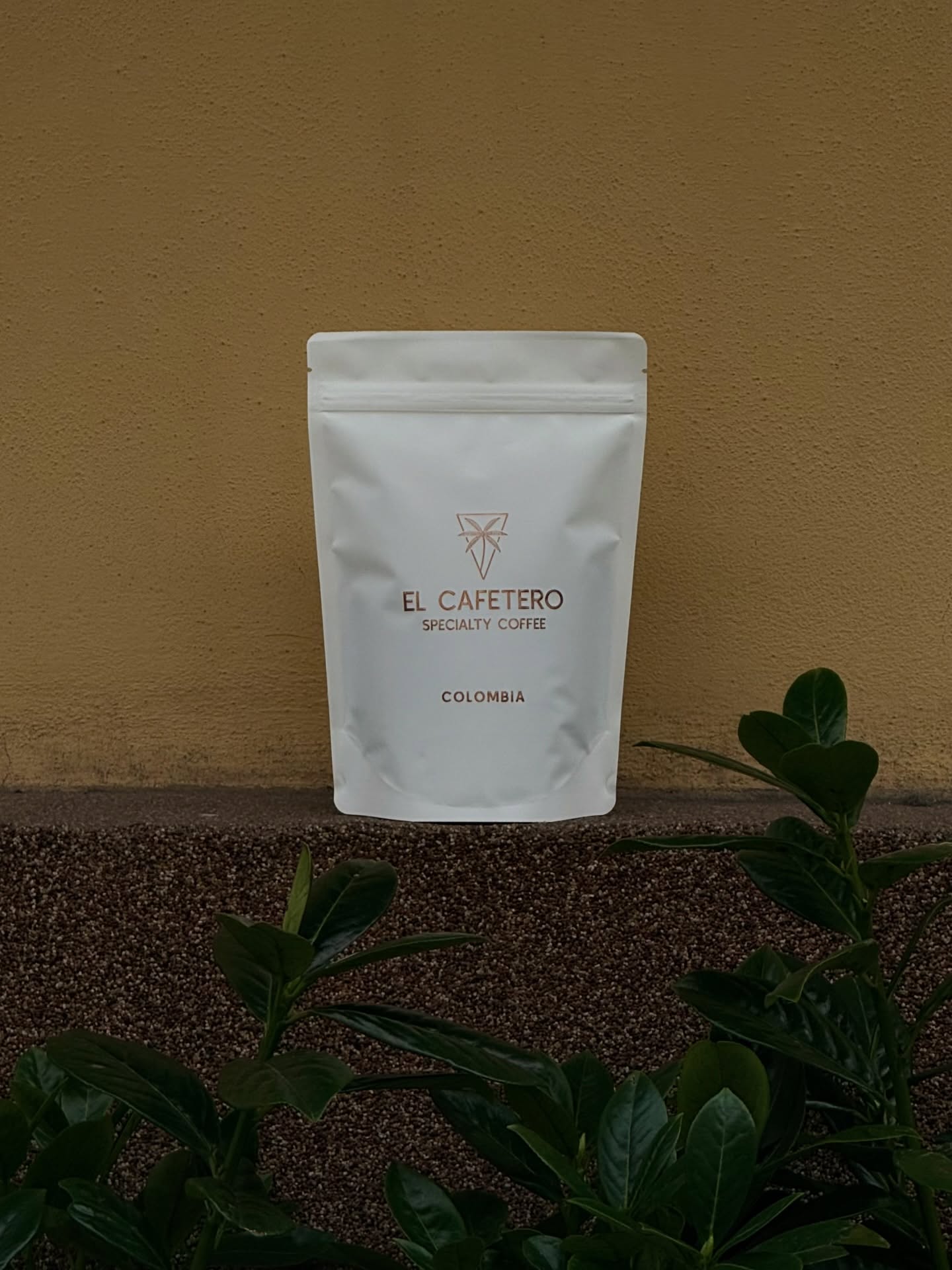 Colombia · El Triangulo · Filter

Kawa specialty z regionu Huila w Kolumbii, z farmy El Placer (Santa Maria), prowadzona przez Alberto Romero.
Odmiana Gesha, obróbka washed, uprawiana na wysokości 1 815 m n.p.m.

Czysty, elegancki profil z wyraźną strukturą.

W filiżance: malina, wiśnia, karmel — z delikatnym, herbacianym finiszem przypominającym zieloną herbatę.

Zbalansowana kwasowość, lekka tekstura i wysoka klarowność.

Palona pod przelew, aby podkreślić finezję i warstwowość smaku.

Dostępna w kawiarni oraz online.
(elcafetero.pl)

⸻

Colombia · El Triangulo · Filter

A refined Gesha from Huila, Colombia, grown at El Placer farm (Santa Maria) by Alberto Romero at 1,815 m above sea level.
Washed process.

Clean, elegant, and structured.

In the cup: raspberry, cherry, and caramel, followed by a delicate tea-like finish reminiscent of green tea.

Balanced acidity, light body, and exceptional clarity.

Roasted for filter to highlight finesse and layered complexity.

Available in our café and online.
(elcafetero.pl)

📍 Emilii Plater 8 
📍 Marszałkowska 27/35

#coffeebeans #specialtycoffee #colombia #kawiarniawarszawa #filtercoffee